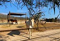 Schönes Landhaus mit Pool in Lel in Alicante Dream Homes API 1122