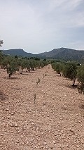 Terrain à bâtir à Salinas avec électricité à proximité et eau in Alicante Dream Homes API 1122