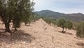 Terrain à bâtir à Salinas avec électricité à proximité et eau in Alicante Dream Homes API 1122