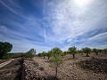 Herrliches Grundstück mit Renovierungspotenzial in Almansa in Alicante Dream Homes API 1122