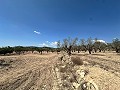 Charmante maison de campagne à rénover à Monóvar in Alicante Dream Homes API 1122