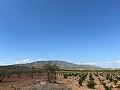 Large Parcel of Land with Olive Trees in Alicante Dream Homes API 1122