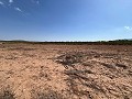 Large Parcel of Land with Olive Trees in Alicante Dream Homes API 1122