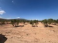 Large Parcel of Land with Olive Trees in Alicante Dream Homes API 1122