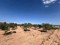 Gran Parcela de Terreno con Olivos in Alicante Dream Homes API 1122