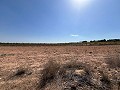 Large Parcel of Land with Olive Trees in Alicante Dream Homes API 1122