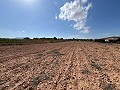 Large Parcel of Land with Olive Trees in Alicante Dream Homes API 1122