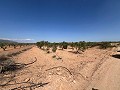 Gran Parcela de Terreno con Olivos in Alicante Dream Homes API 1122