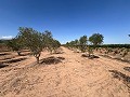 Large Parcel of Land with Olive Trees in Alicante Dream Homes API 1122