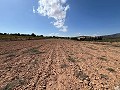 Large Parcel of Land with Olive Trees in Alicante Dream Homes API 1122