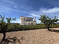 Superbe villa individuelle avec piscine à Pinoso in Alicante Dream Homes API 1122