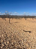 Grand terrain à vendre près de Pinoso in Alicante Dream Homes API 1122